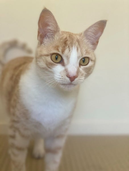 Loving Family Cat needs a new forever home Carousel 8