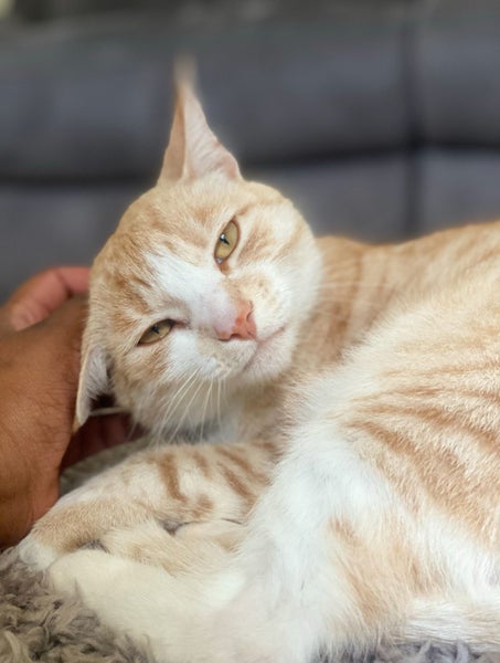Loving Family Cat needs a new forever home Carousel 1