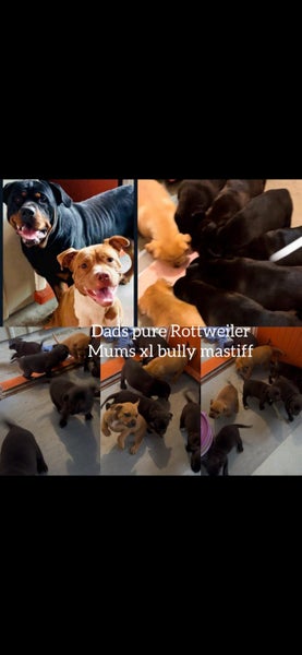 Rottweiler and Bully Mastiff puppies Carousel 6