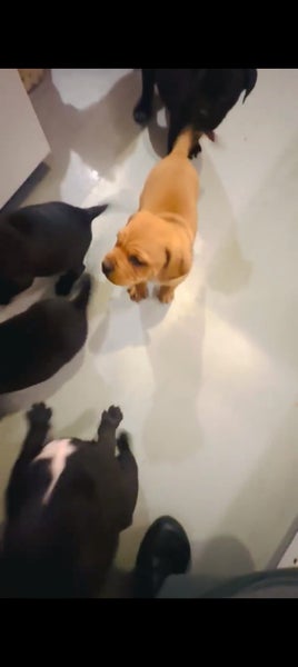 Rottweiler and Bully Mastiff puppies Carousel 1