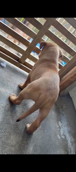 Rottweiler and Bully Mastiff puppies Carousel 2