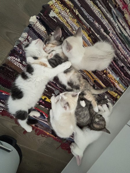 Ragdoll x 6 months old cats Carousel 1