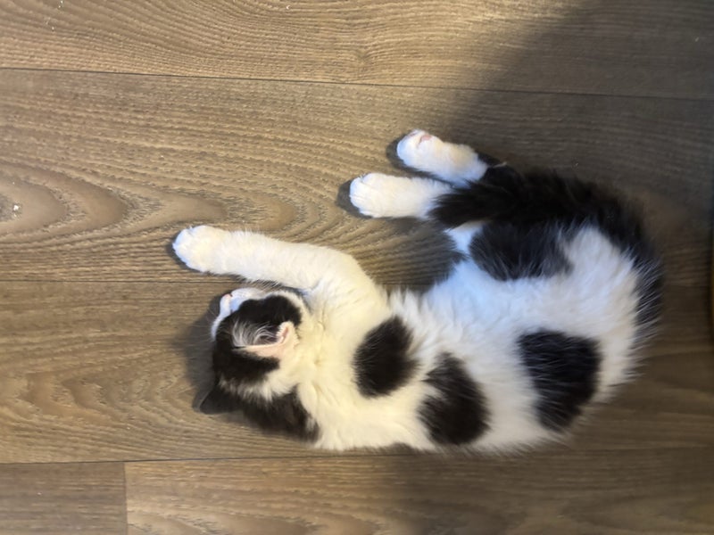 Ragdoll x 6 months old cats Carousel 2