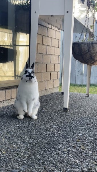 Netherland dwarf rabbit Carousel 2
