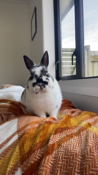 Netherland dwarf rabbit Carousel 1