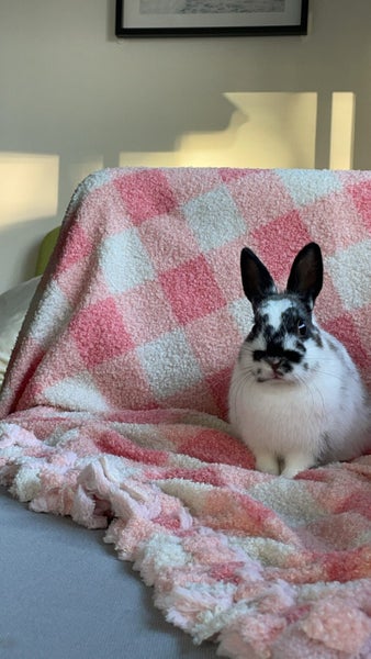 Netherland dwarf rabbit Carousel 3