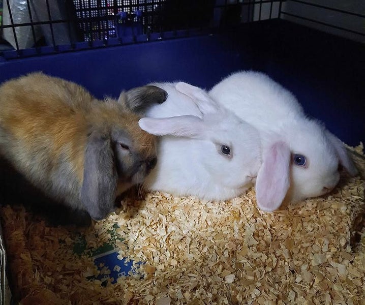 Rabbits and Guinea Pigs Carousel 1