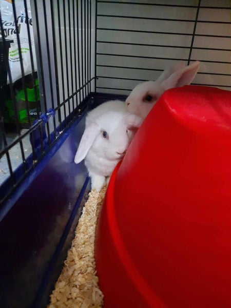 Rabbits and Guinea Pigs Carousel 2