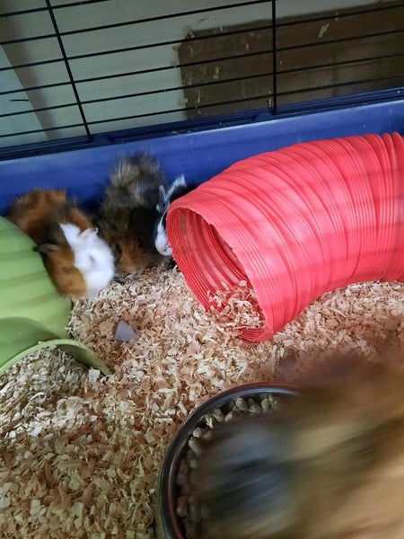 Rabbits and Guinea Pigs Carousel 4
