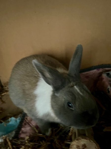 Bella Bunny Carousel 2