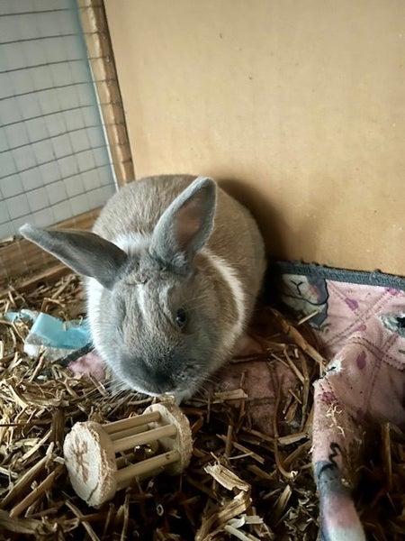 Bella Bunny Carousel 1