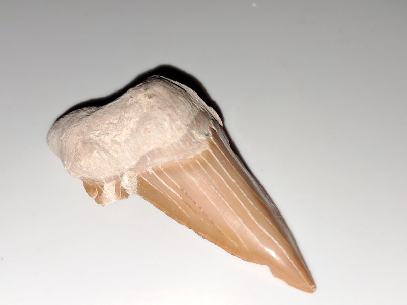 Large shark tooth fossil Carousel 1