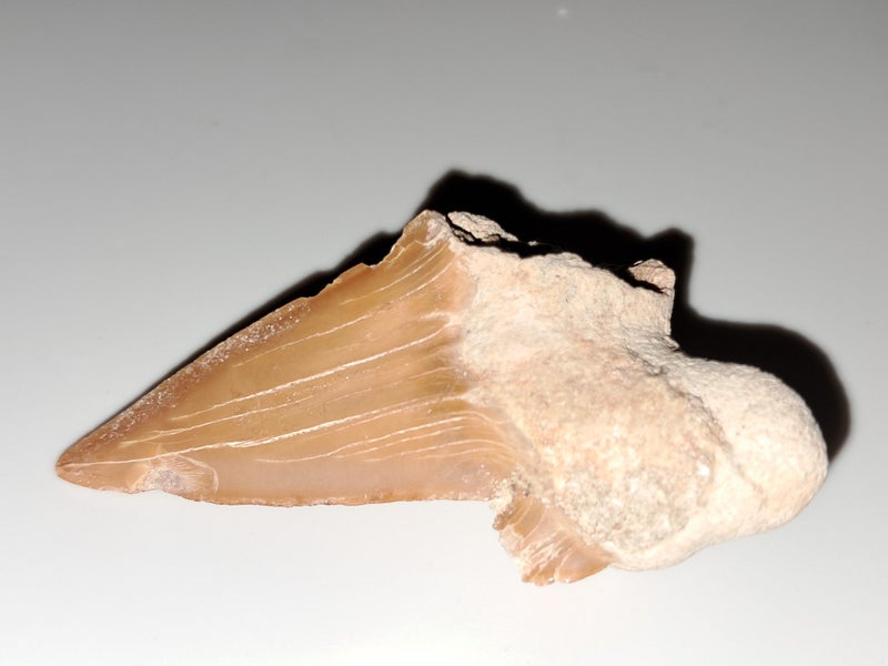Large shark tooth fossil Carousel 2