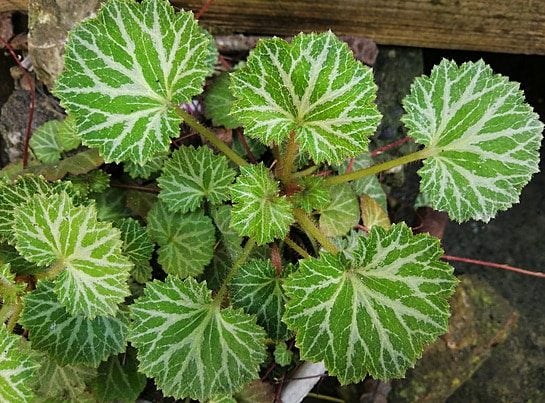 Saxifraga Mother of Thousands Strawberry Begonia Carousel 1