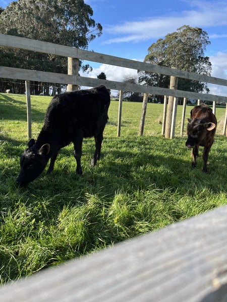 2 x Angus Friesian Heifers Carousel 1