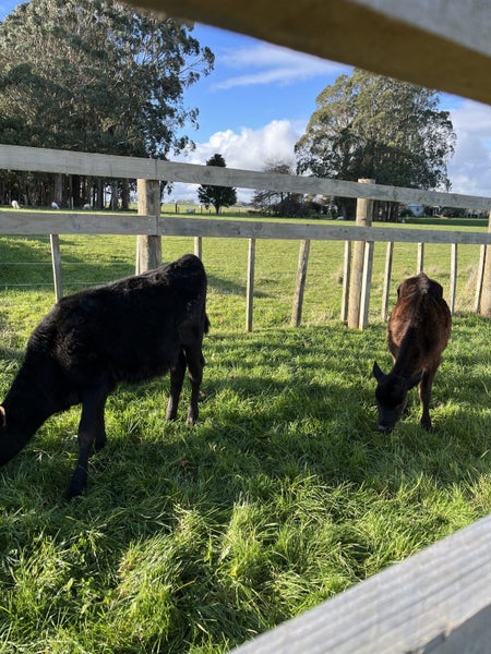 2 x Angus Friesian Heifers Carousel 2