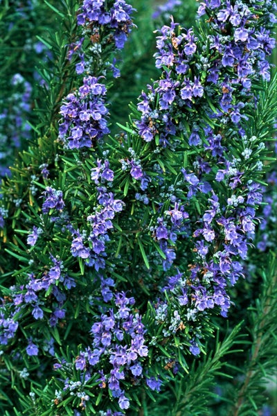 Rosemary Rosy : Aromatic flavour, Perennial, Ornamental, Medicinal. Min 100+ sds Carousel 1