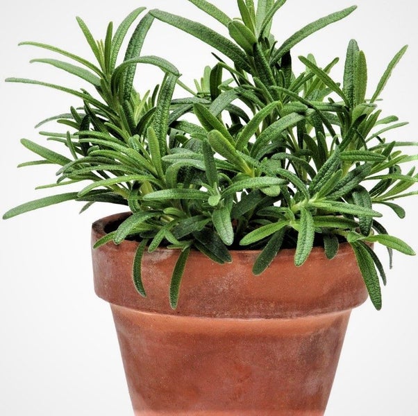 Rosemary Rosy : Aromatic flavour, Perennial, Ornamental, Medicinal. Min 100+ sds Carousel 2