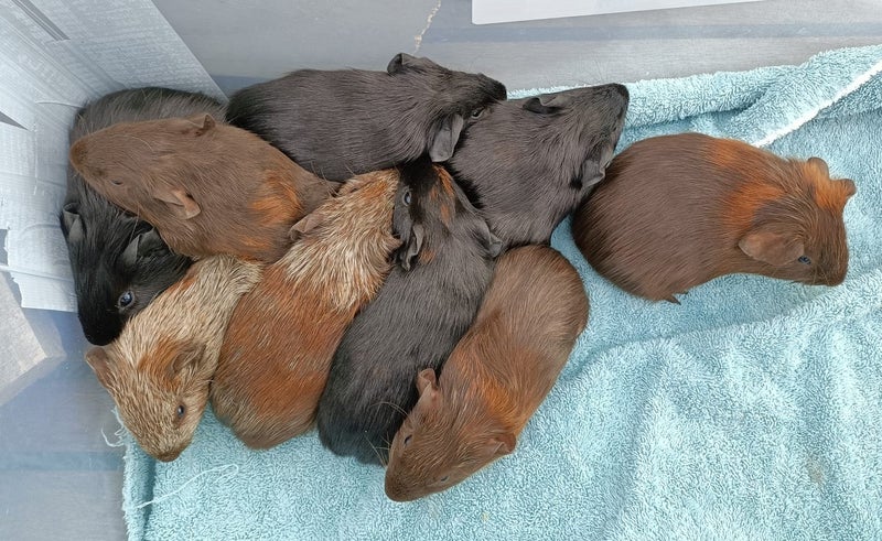 Baby Guinea Pigs (Napier) Carousel 1