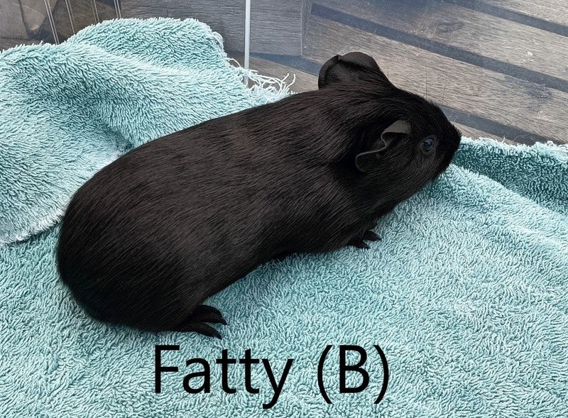 Baby Guinea Pigs (Napier) Carousel 2
