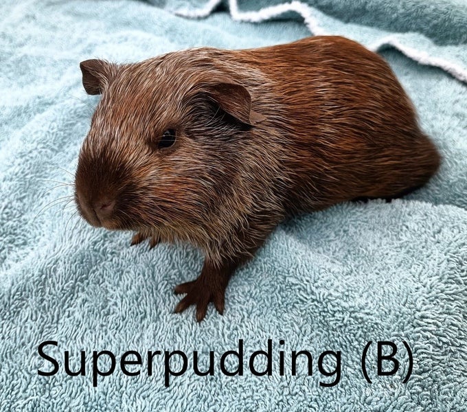 Baby Guinea Pigs (Napier) Carousel 12