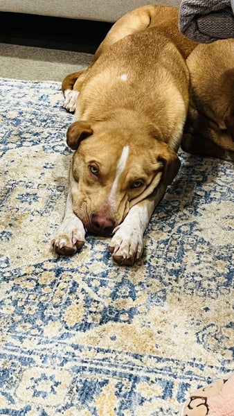 free dogs rehome Carousel 2