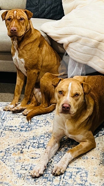 free dogs rehome Carousel 1
