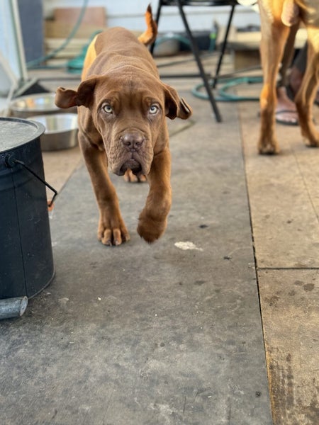 Dogue De Bordeaux Carousel 2