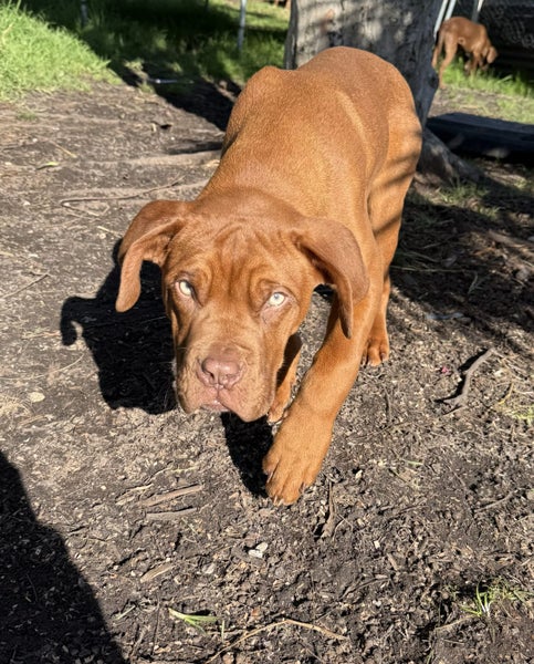 Dogue De Bordeaux Carousel 1