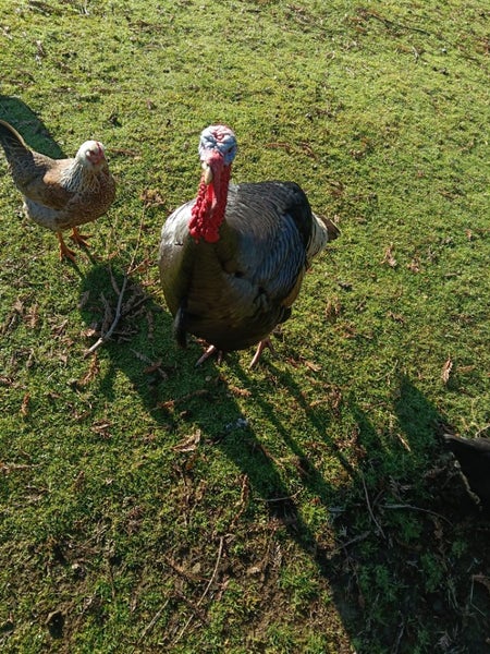 Pet Turkey Carousel 2