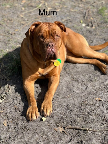 Dogue De Bordeaux Carousel 4