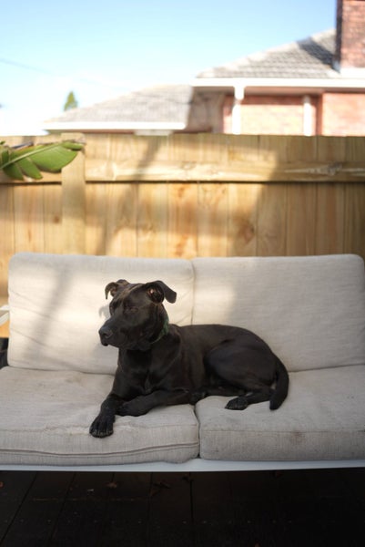 Male Labrador x Staffy Carousel 2