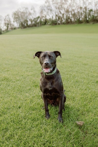 Male Labrador x Staffy Carousel 4