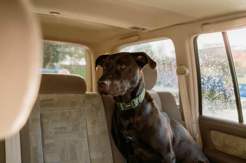 Male Labrador x Staffy Carousel 1