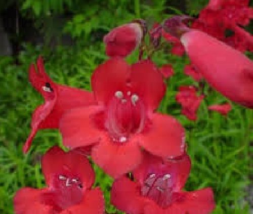 Penstemon Firebird showy bright red bell shaped flowers perennial Carousel 1