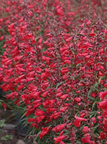 Penstemon Firebird showy bright red bell shaped flowers perennial Carousel 2