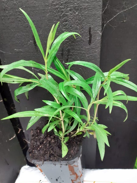 Penstemon Firebird showy bright red bell shaped flowers perennial Carousel 3