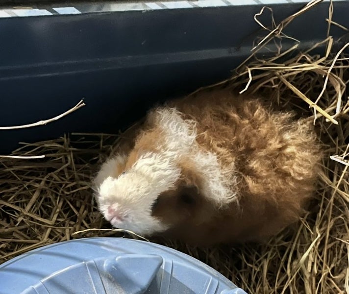 Guinea Pigs - Adults and Babies Carousel 2
