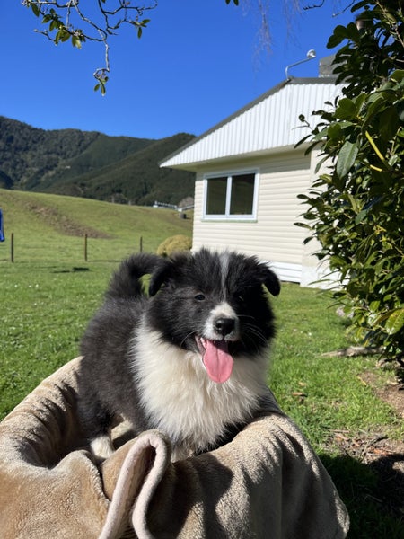 Border Collie x Rough Collie Puppies Carousel 2