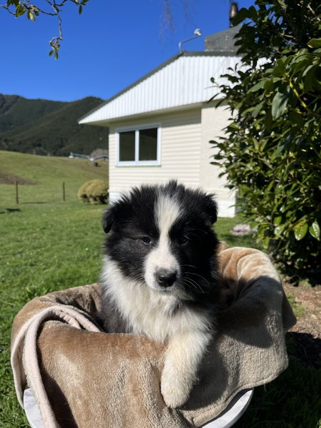 Border Collie x Rough Collie Puppies Carousel 1