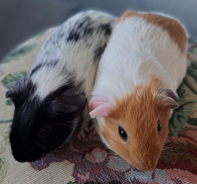 Lovely baby guinea pigs Carousel 2