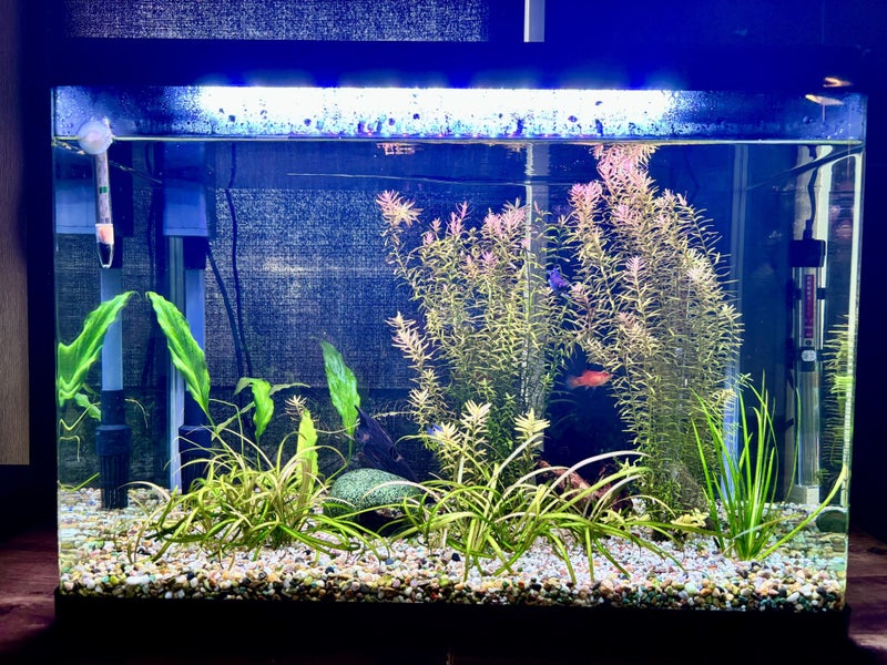 Established 72L Fish Tank with Live Plants & Fish – Christchurch Carousel 1