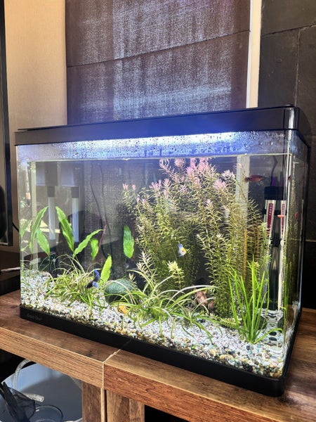 Established 72L Fish Tank with Live Plants & Fish – Christchurch Carousel 2