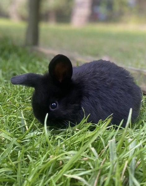 Purebred baby Minilop rabbits Carousel 1