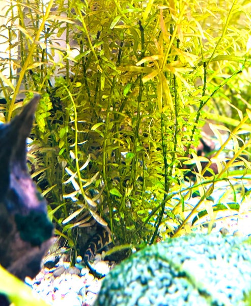 Established 72L Fish Tank with Live Plants & Fish – Christchurch Carousel 10