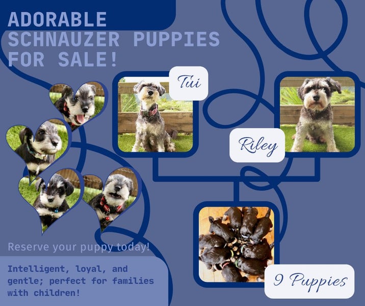 Miniture Schnauzer Puppies Carousel 1