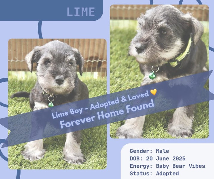 Miniture Schnauzer Puppies Carousel 2