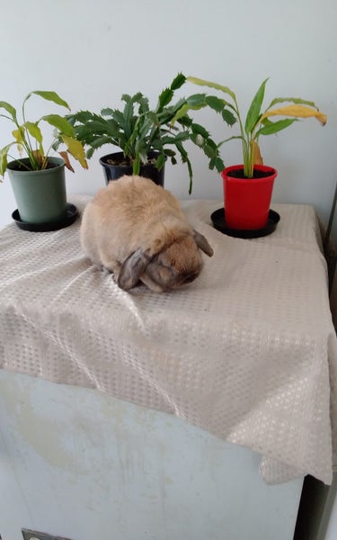 Rabbits Carousel 2
