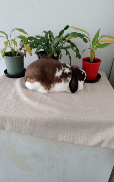 Rabbits Carousel 1
