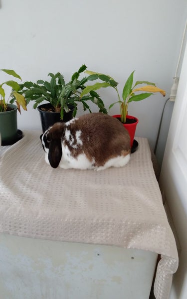 Rabbits Carousel 11